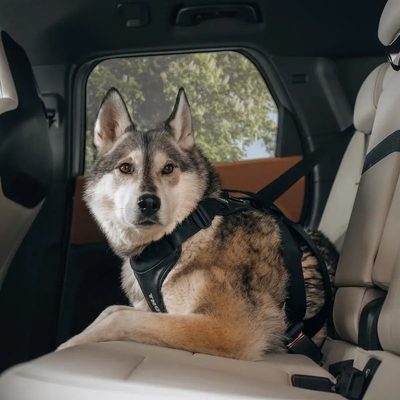 Arnes de auto para perro Thule Cappy (M)