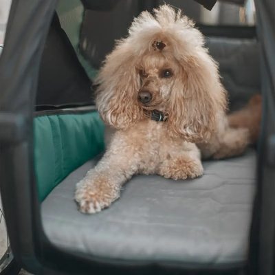 Cama para mascota Thule Bexey (M)
