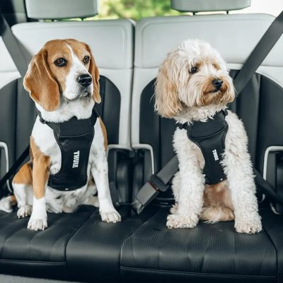 Arnes de auto para perro Thule Cappy (S)