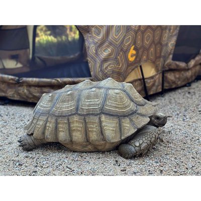REV RACK TENT (shellter)