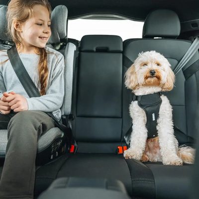 Arnes de auto para perro Thule Cappy (S)