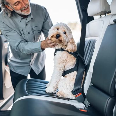 Arnes de auto para perro Thule Cappy (S)